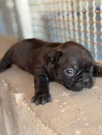 Cuccioli di bulldog francese