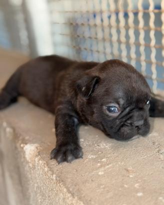 Cuccioli di bulldog francese