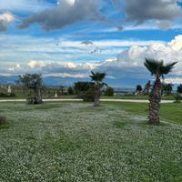 🍀Tappeto di lippia nordiflora🍀