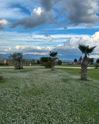 🍀Tappeto di lippia nordiflora🍀