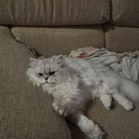 Gatto dior