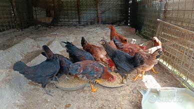 Polli incrocio Marans