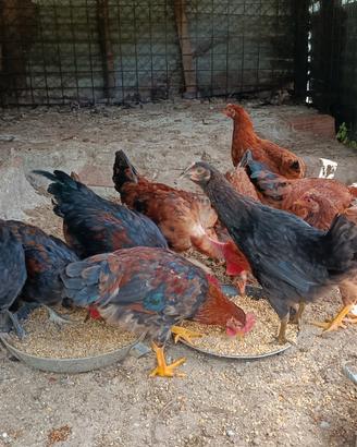Polli incrocio Marans