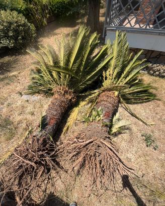 Cycas piante