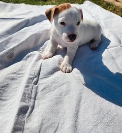 Cucciolo di Jack Russell