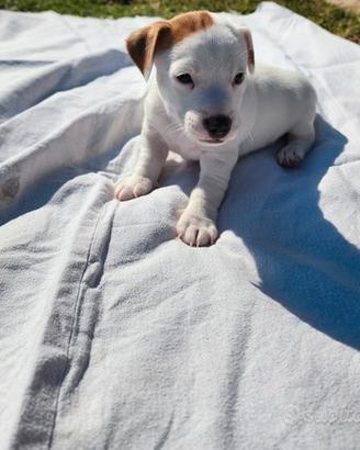 Cucciolo di Jack Russell