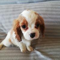 Splendidi Cuccioli di Cavalier King