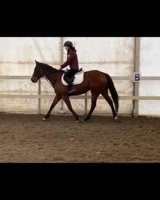 Cavalla psi