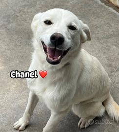 Chanel ??