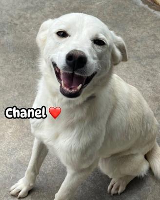 Chanel ??