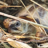 Tartaruga di terra Testudo horsfieldi