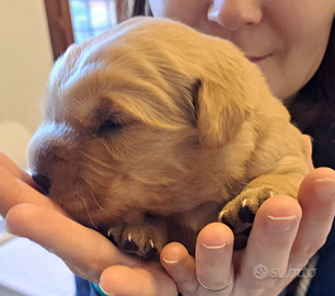 Cuccioli golden retriever americani