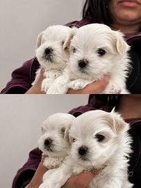 Maltese