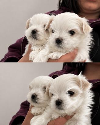 Maltese