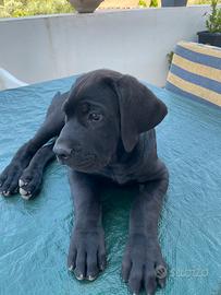 Cuccioli cane Corso