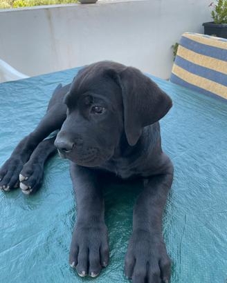 Cuccioli cane Corso