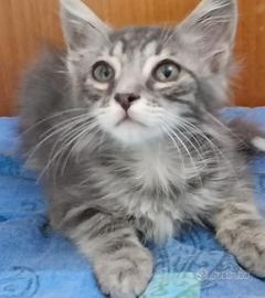 Gattini a pelo lungo