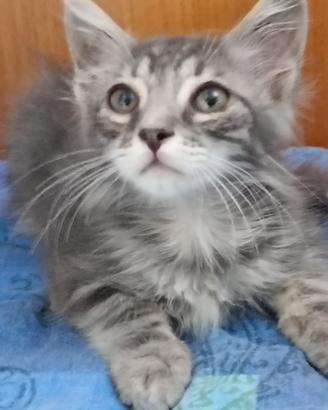 Gattini a pelo lungo