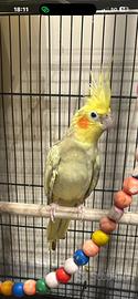Calopsita