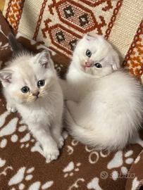Animali