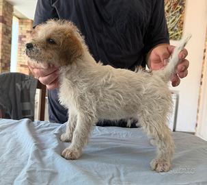 Parson Russell Terrier 