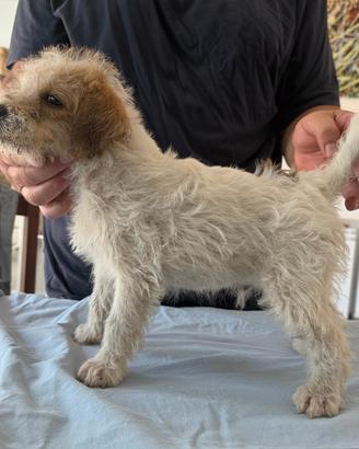 Parson Russell Terrier 