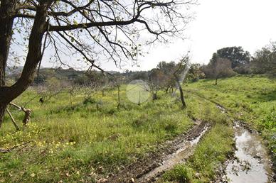 TER. AGRICOLO A AGROPOLI