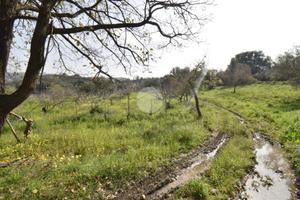 TER. AGRICOLO A AGROPOLI