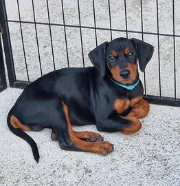 Cucciolo di Pinscher tedesco