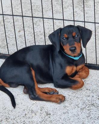 Cucciolo di Pinscher tedesco