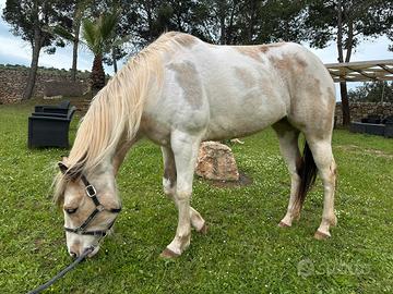 Phaint di 5 anni con documenti americani