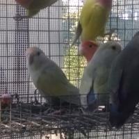 Pulli di inseparabili da imbecco