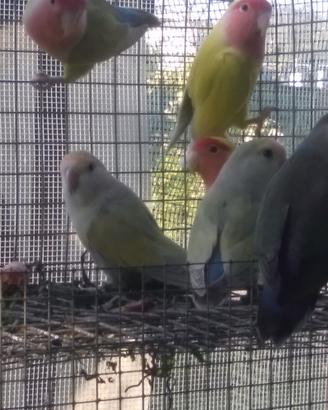 Coppie adulte di inseparabili