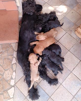 Cucciolo Cocker Spaniel