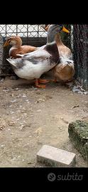 Animali