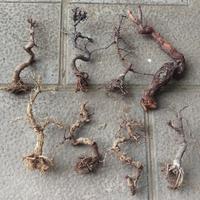 Legni Bonsai per allestimenti acquari