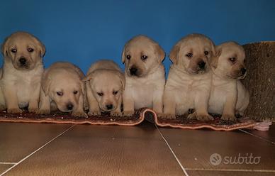 Cuccioli di Labrador - PEDIGREE ENCI