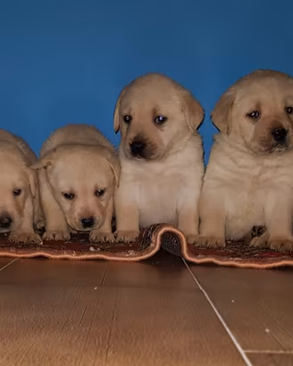 Cuccioli di Labrador - PEDIGREE ENCI