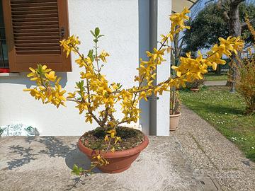 Pianta di forsizia