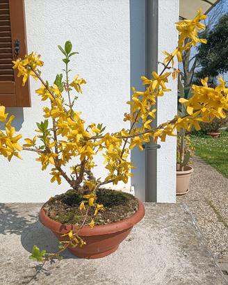 Pianta di forsizia