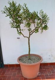 PIANTA DI GIUGGIOLO ZIZIPHUS JUJUBA