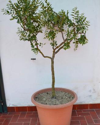 PIANTA DI GIUGGIOLO ZIZIPHUS JUJUBA