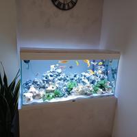piante anubias per acquario 