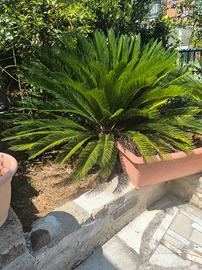 cycas 
