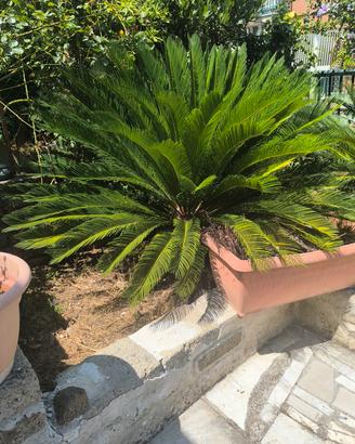cycas 
