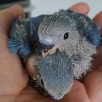 Inseparabile allevato a mano