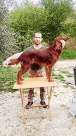 Setter irlandese