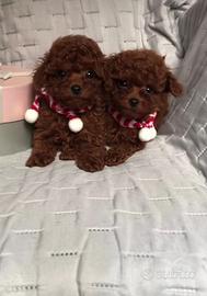 Barboncino mini toy red brown