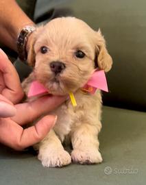 Cuccioli Maltipoo