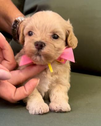 Cuccioli Maltipoo